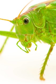 Green grasshopper
