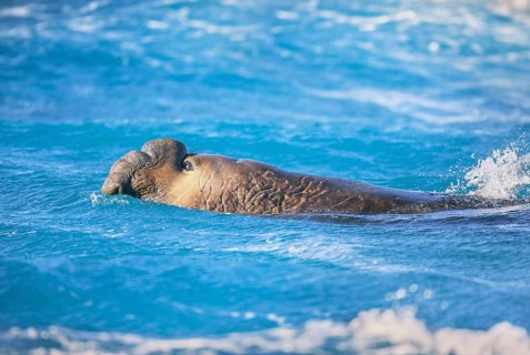 Southern elephant seal