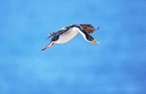Imperial shag