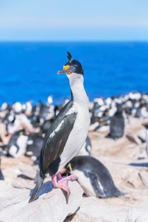 Imperial shags