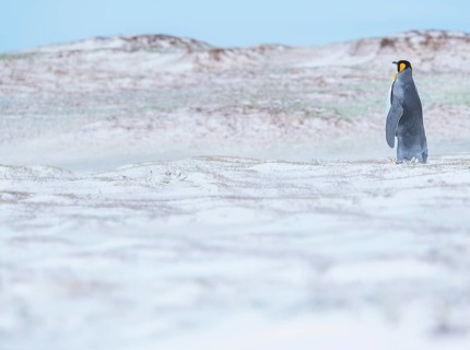 King penguin