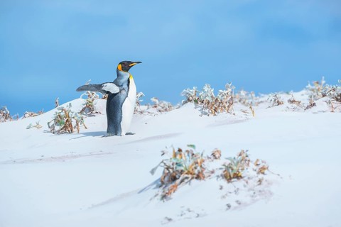 King penguin