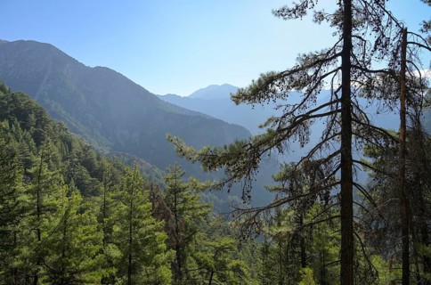 Pine trees