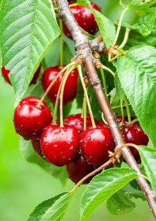 Cherries