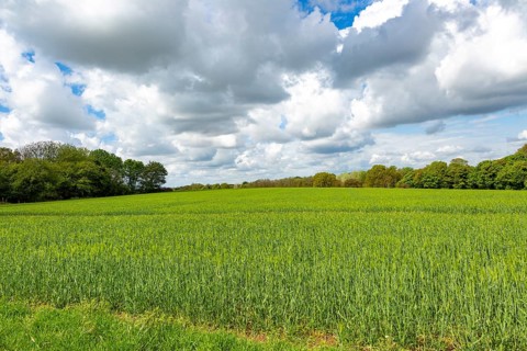 Rural landscape green cereal crop rolling clouds