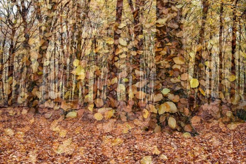 Beech forest in autumn