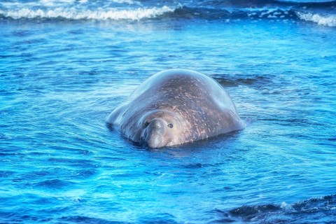 Southern elephant seal