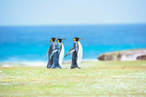 King penguins