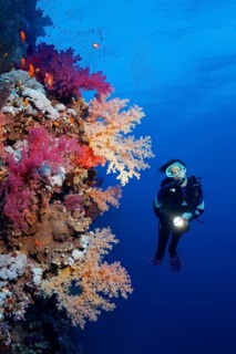 Diver on coral reef wall looking at multicoloured klunzinger's soft coral