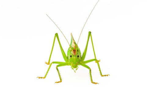 Green grasshopper