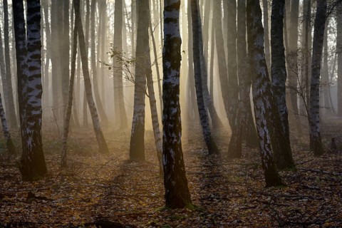 Sand birch