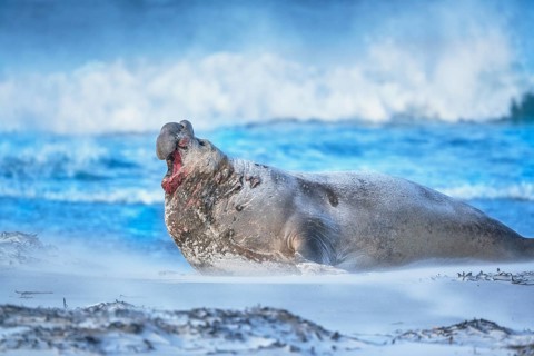 Southern elephant seal