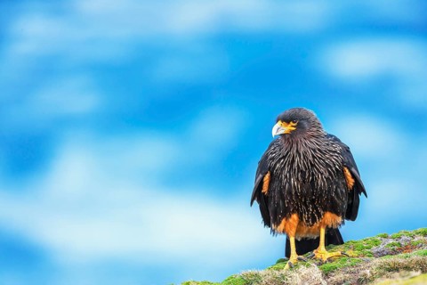 Striated Caracara