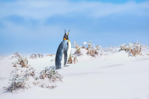 King penguin