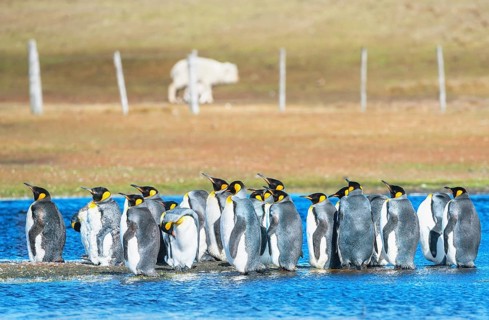 A group of King Penguins