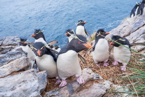 Group of rockhopper penguins