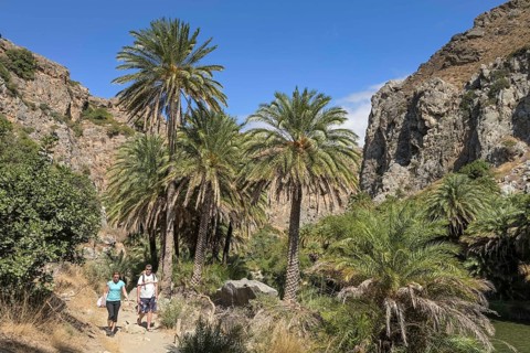 Palm Forest