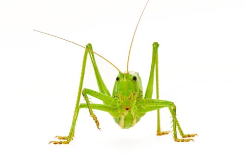 Green grasshopper