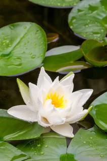 Flowering european white water lily