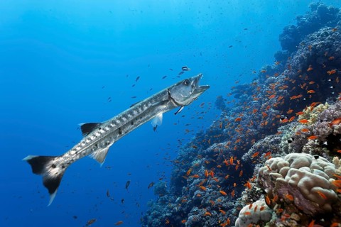 Blackfin barracuda