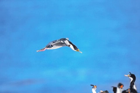 Imperial shag