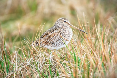 South American snipe
