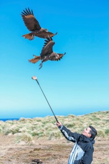 Striated Caracaras