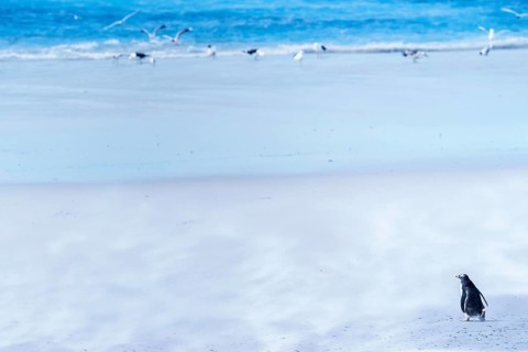 Gentoo Penguin