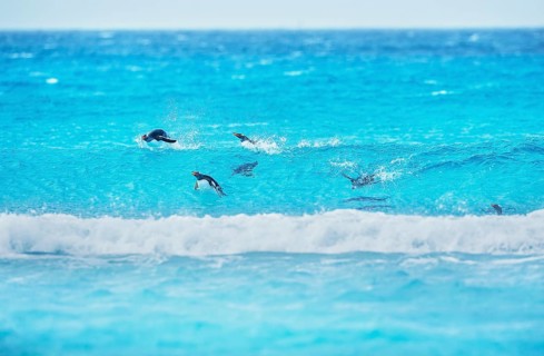 Gentoo penguins