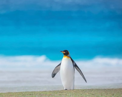 King penguin