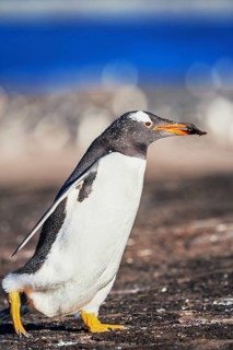 Gentoo penguin