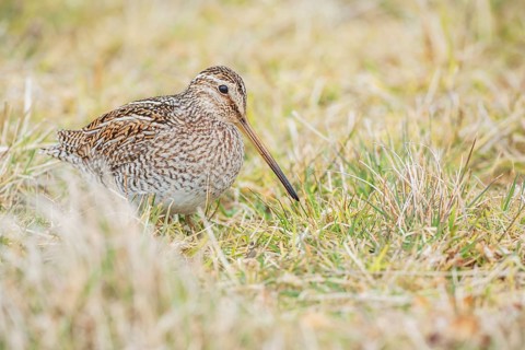 South American snipe