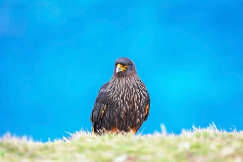 Striated Caracara