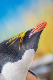 Close-up of a macaroni penguin