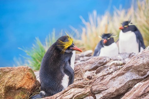 Macaroni penguin