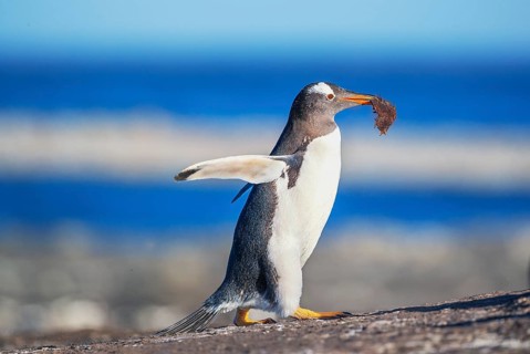 Gentoo penguin