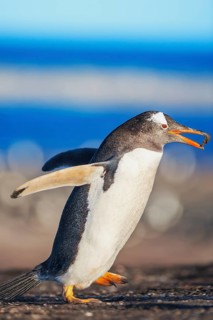 Gentoo penguin