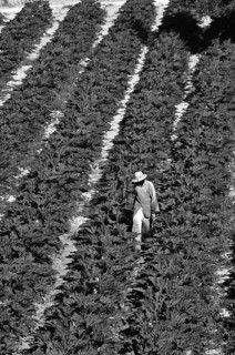 Farm worker with hat stands in rows of courgette