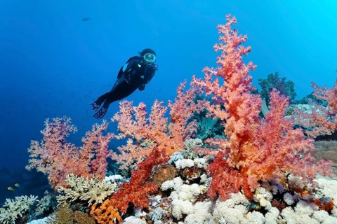 Diver looking at various soft corals