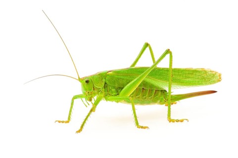 Green grasshopper