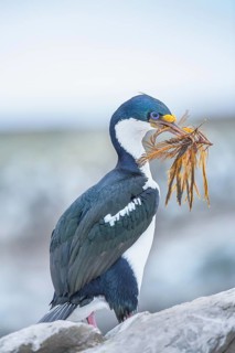 Imperial shag
