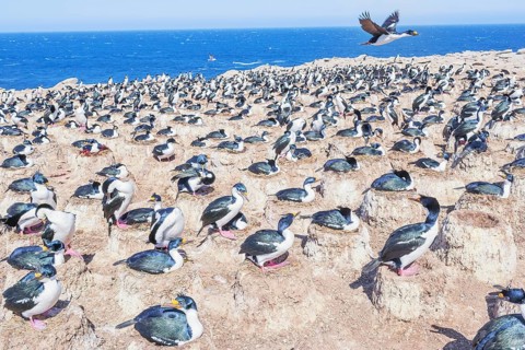 Imperial shags