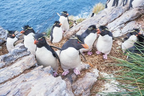 Group of rockhopper penguins