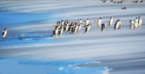 Gentoo Penguins