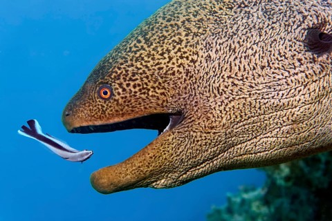 Portrait giant moray