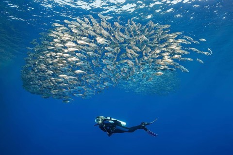 Diver observes shoal of five-striped tails
