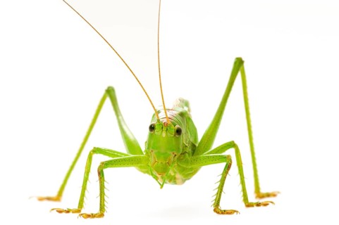 Green grasshopper