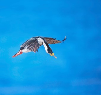 Imperial shag