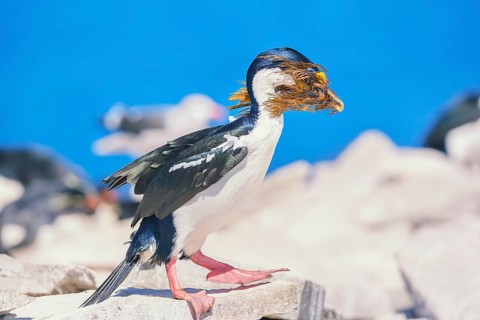 Imperial shag