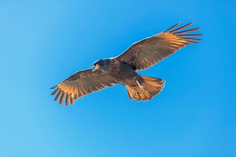 Striated Caracara